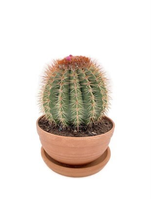 Melocactus Broadwayi Nadir Dev Kaktüs Çap 17.5 cm