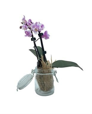 Kavanozda 2 Dallı Mini Orkide