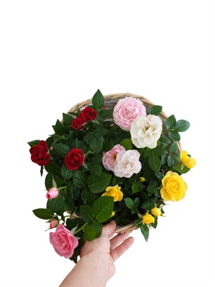 Mini Rose Quartet (4 Renk) - 4 Adet İthal Bodur Gül Kampanyalı Set 