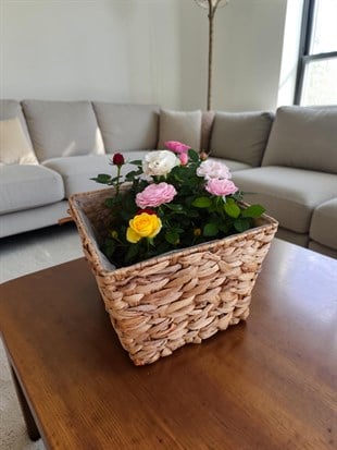 Mini Rose Quartet (4 Renk) - 4 Adet İthal Bodur Gül Kampanyalı Set 