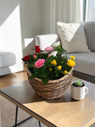 Mini Rose Quartet (4 Renk) - 4 Adet İthal Bodur Gül Kampanyalı Set 