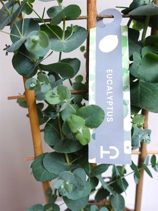 Mis Kokulu Gerçek Aromaterapi Okaliptus Ağacı