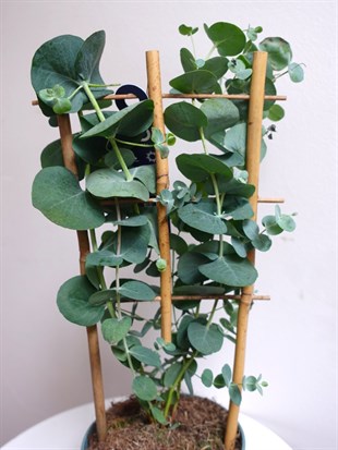 Mis Kokulu Gerçek Aromaterapi Okaliptus Ağacı