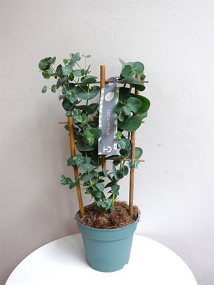 Mis Kokulu Gerçek Aromaterapi Okaliptus Ağacı