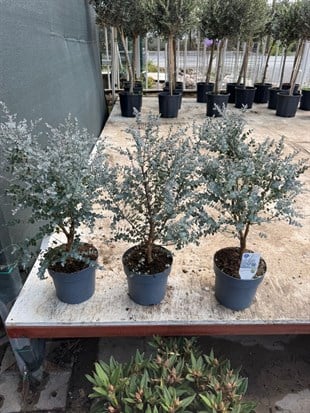 Mis Kokulu Gerçek Aromaterapi Okaliptus Ağacı XL