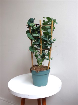 Mis Kokulu Gerçek Aromaterapi Okaliptus Ağacı