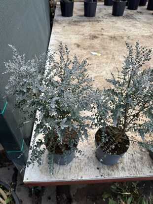 Mis Kokulu Gerçek Aromaterapi Okaliptus Ağacı XL