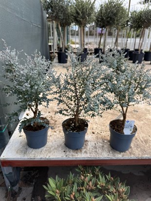 Mis Kokulu Gerçek Aromaterapi Okaliptus Ağacı XL