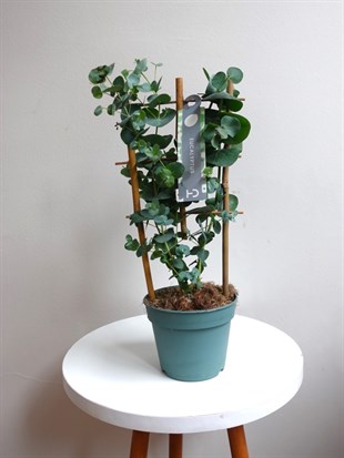 Mis Kokulu Gerçek Aromaterapi Okaliptus Ağacı