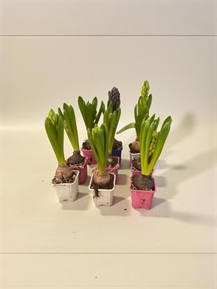 Mis Kokulu Hollanda Sümbülü - Saksıda Bahar Müjdecisi 🌸