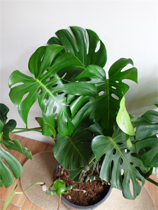 Monstera Deliciosa 100 - 120 Cm Deve Tabanı XL Büyük Boy 