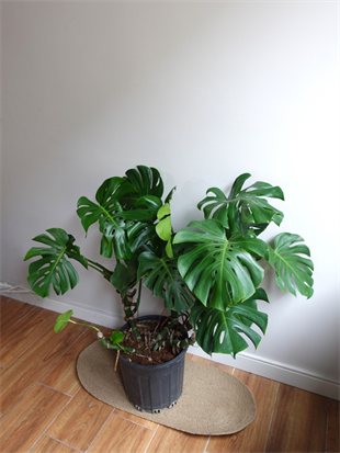 Monstera Deliciosa 100 - 120 Cm Deve Tabanı XL Büyük Boy 