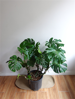 Monstera Deliciosa 100 - 120 Cm Deve Tabanı XL Büyük Boy 