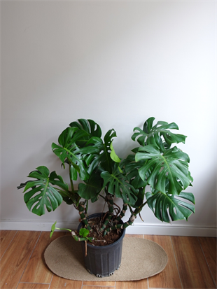 Monstera Deliciosa 100 - 120 Cm Deve Tabanı XL Büyük Boy 
