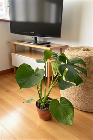 Monstera Deliciosa Deve Tabanı Orta Boy 50-60CM