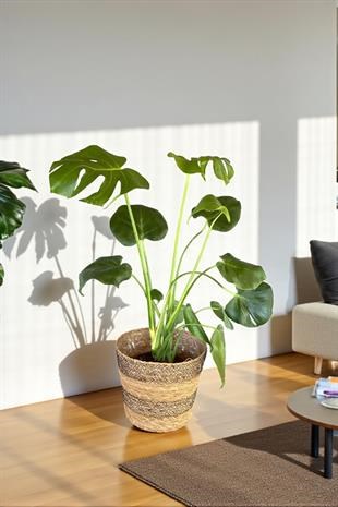 Monstera Deliciosa Deve Tabanı Orta Boy 50-60CM