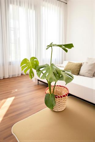 Monstera Deliciosa Deve Tabanı Orta Boy 50-60CM