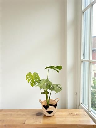 Monstera Deliciosa Deve Tabanı Orta Boy 50-60CM