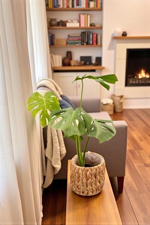 Monstera Deliciosa Deve Tabanı Orta Boy 50-60CM