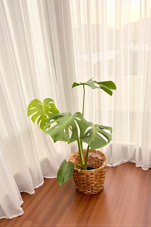 Monstera Deliciosa Deve Tabanı Orta Boy 50-60CM