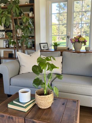 Monstera Deliciosa Deve Tabanı Orta Boy 50-60CM