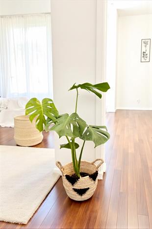 Monstera Deliciosa Deve Tabanı Orta Boy 50-60CM