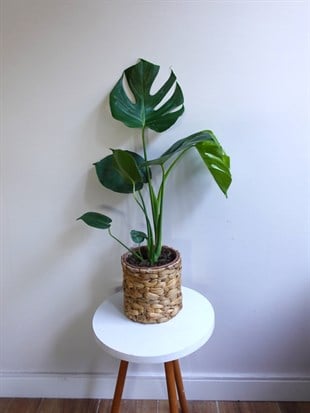 Monstera Deliciosa Deve Tabanı Orta Boy 50-60CM