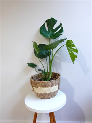 Monstera Deliciosa Deve Tabanı Orta Boy 50-60CM