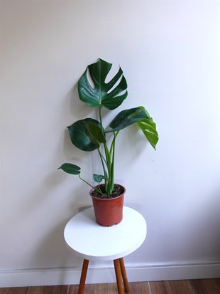 Monstera Deliciosa Deve Tabanı Orta Boy 50-60CM