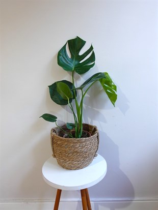 Monstera Deliciosa Deve Tabanı Orta Boy 50-60CM