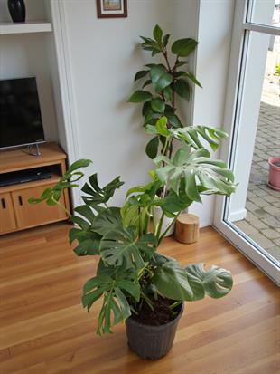 Monstera Deliciosa 100 - 120 Cm Deve Tabanı XL Büyük Boy 