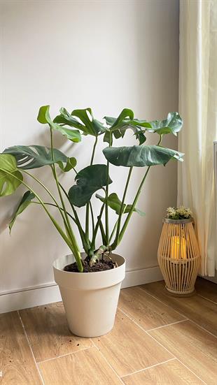 Monstera Deliciosa Deve Tabanı XL Büyük Boy 70 - 80 cm