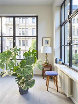 Monstera Deliciosa 100 - 120 Cm Deve Tabanı XL Büyük Boy 