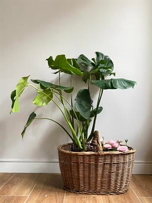 Monstera Deliciosa Deve Tabanı XL Büyük Boy 70 - 80 cm