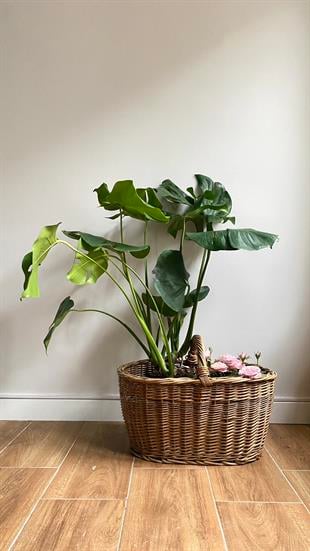 Monstera Deliciosa Deve Tabanı XL Büyük Boy 70 - 80 cm