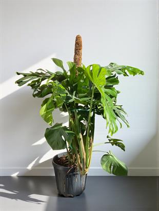 Monstera Deliciosa Deve Tabanı XxL Büyük Boy 160 cm