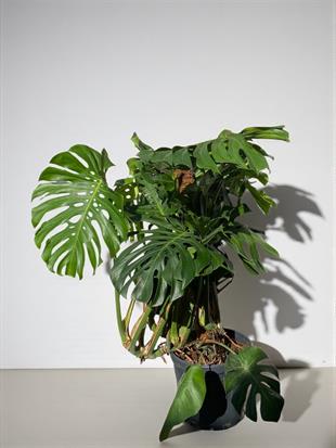 Monstera Deliciosa Deve Tabanı XxL Büyük Boy 160 cm