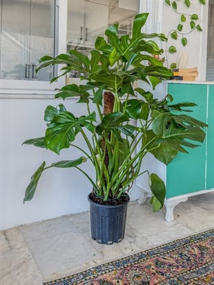 Monstera Deliciosa Yosun Gövdeli (Deve Tabanı) 120 - 150 cm – Tropikal İhtişam 🌿