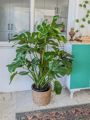 Monstera Deliciosa Yosun Gövdeli (Deve Tabanı) 120 - 150 cm – Tropikal İhtişam 🌿