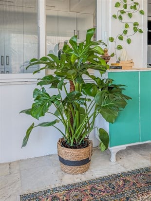 Monstera Deliciosa Yosun Gövdeli (Deve Tabanı) 120 - 150 cm – Tropikal İhtişam 🌿