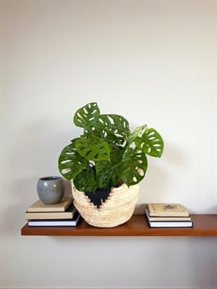 Monstera Monkey Mask - Deve Tabanı - Monstera Adansonii Monkey Mask