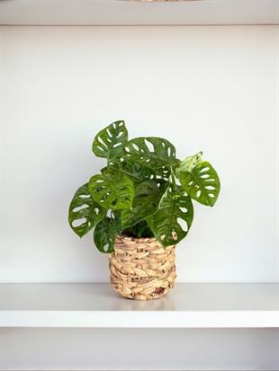 Monstera Monkey Mask - Deve Tabanı - Monstera Adansonii Monkey Mask