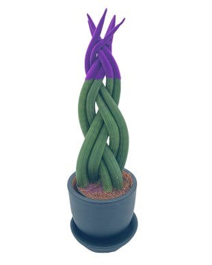 Mor Renkli Kadife Örgülü Sansevieria Cylindrica (Paşa Kılıcı) 