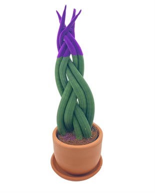 Mor Renkli Kadife Örgülü Sansevieria Cylindrica (Paşa Kılıcı) 