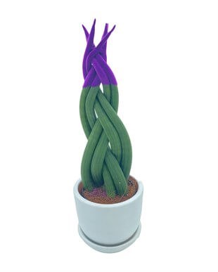 Mor Renkli Kadife Örgülü Sansevieria Cylindrica (Paşa Kılıcı) 