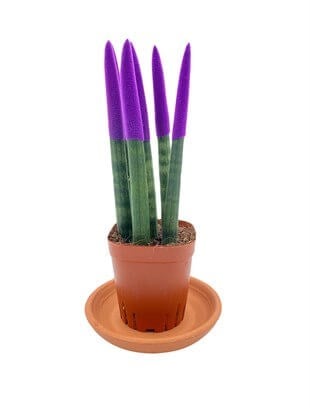 Mor Renkli Kadife Sansevieria Cylindrica (Paşa Kılıcı)