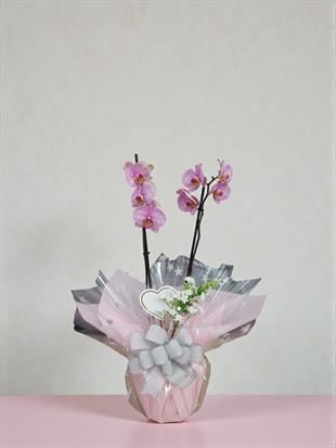  🌿 Mor Orkide İthal – Çift Dal (Premium Seri) 🌿