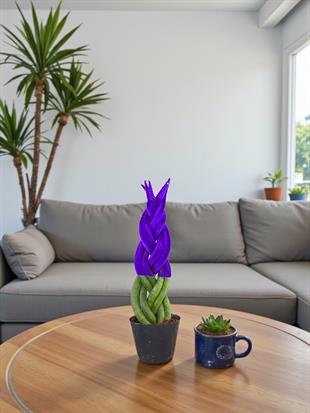 Mor Renkli Kadife Örgülü Sansevieria Cylindrica (Paşa Kılıcı) 