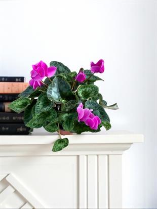 Mor Siklamen (Cyclamen) Sıklamen Çiçeği 