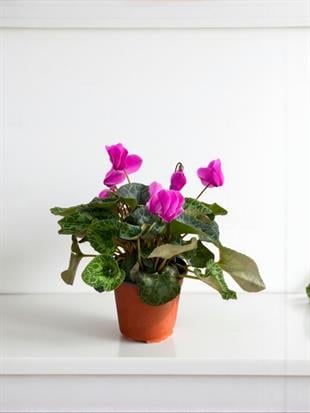 Mor Siklamen (Cyclamen) Sıklamen Çiçeği 